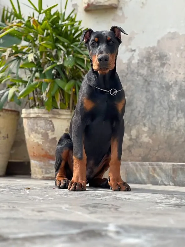 Quince’s Guardians Dobermann at home with its family (1 of 14)