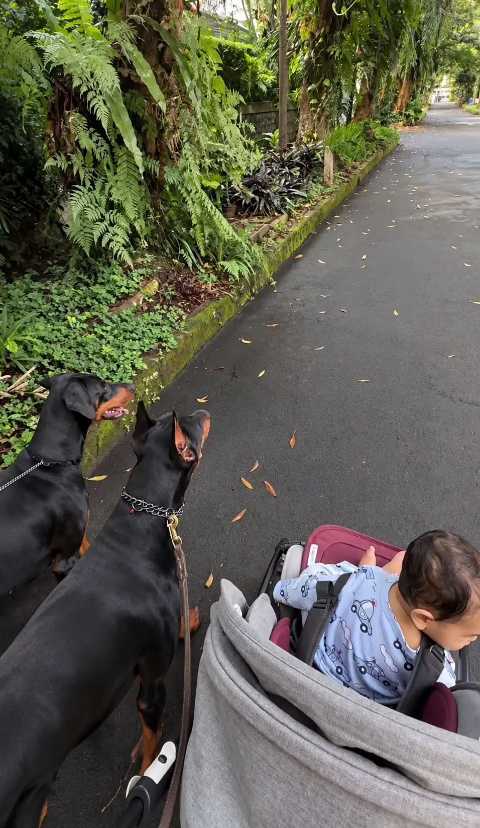 Quince’s Guardians Dobermann in its new home (1 of 4)