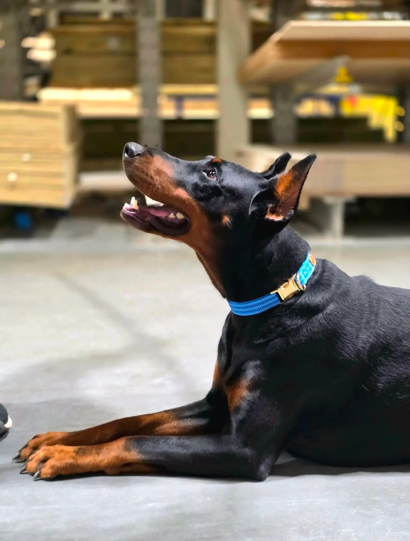 Quince’s Guardians Dobermann in its new home (2 of 4)