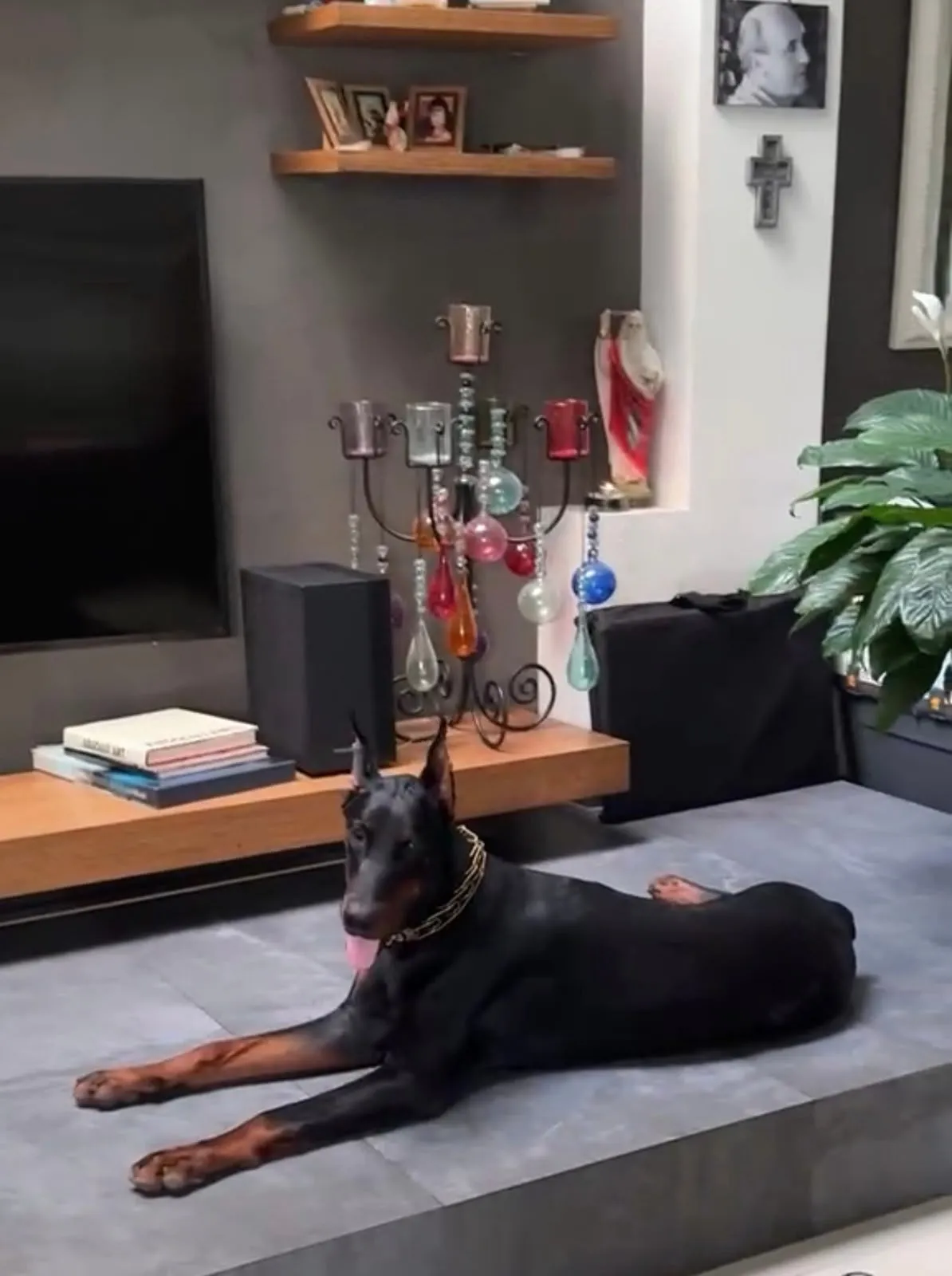 Quince’s Guardians Dobermann at home with its family (2 of 14)