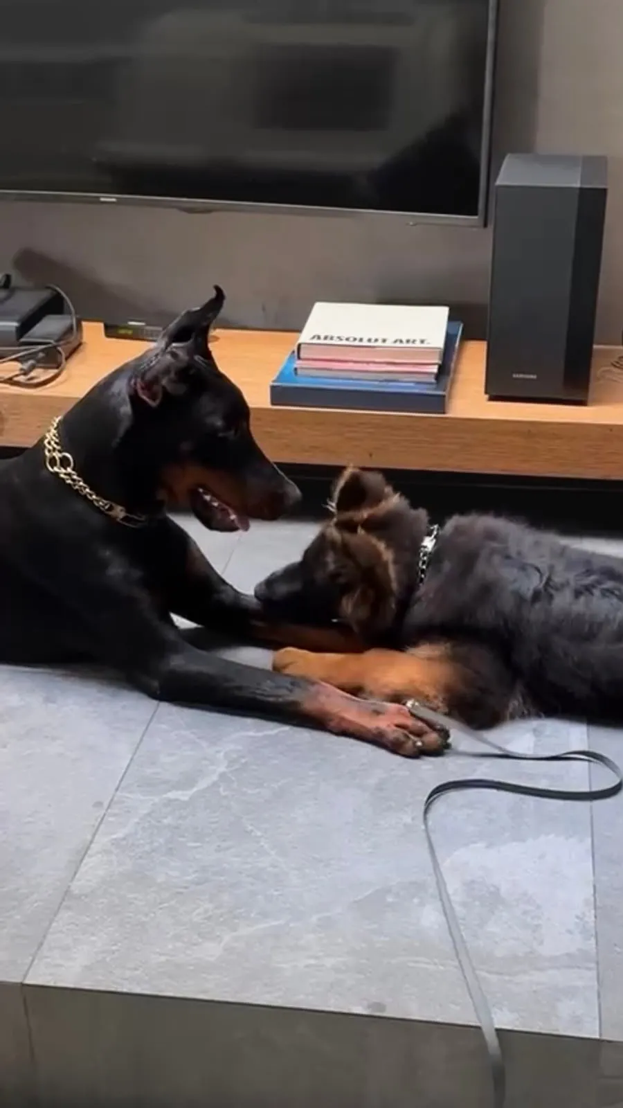 Quince’s Guardians Dobermann at home with its family (3 of 14)