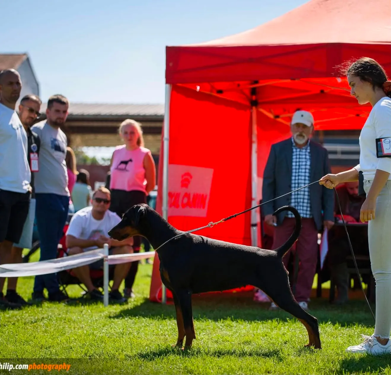 Quince’s Guardians Dobermann in its new home (3 of 4)