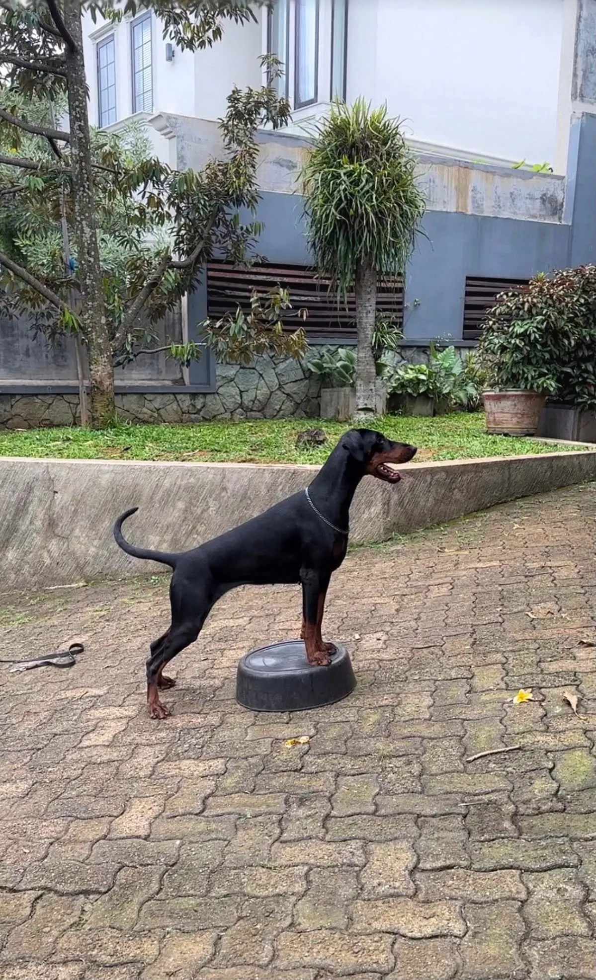 Quince’s Guardians Dobermann in its new home (4 of 4)