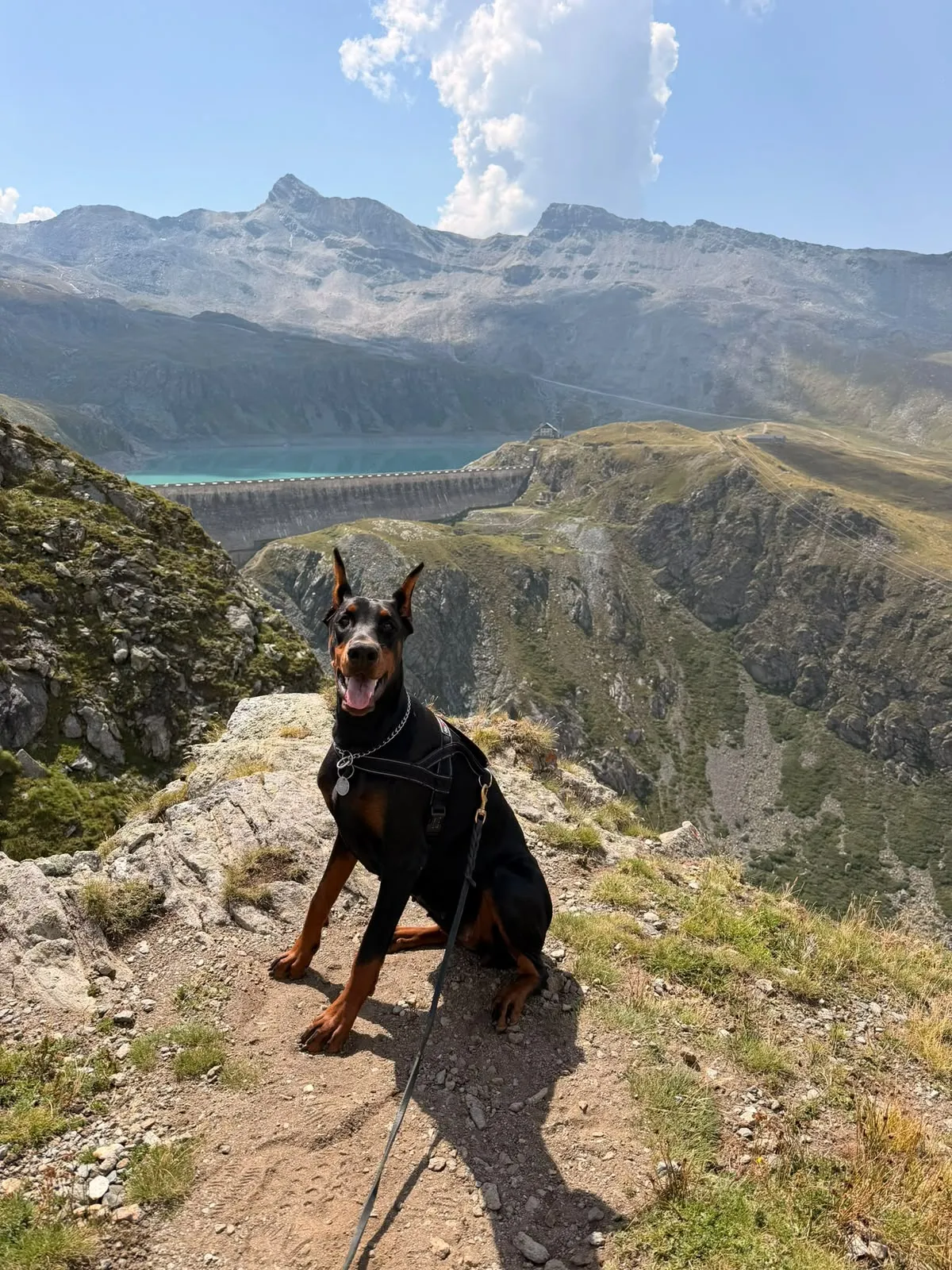 Quince’s Guardians Dobermann at home with its family (5 of 14)
