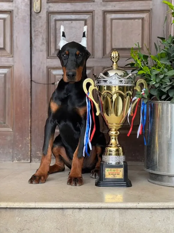 Quince’s Guardians Dobermann at home with its family (6 of 14)