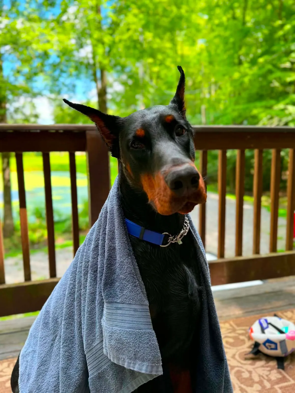 Quince’s Guardians Dobermann at home with its family (7 of 14)
