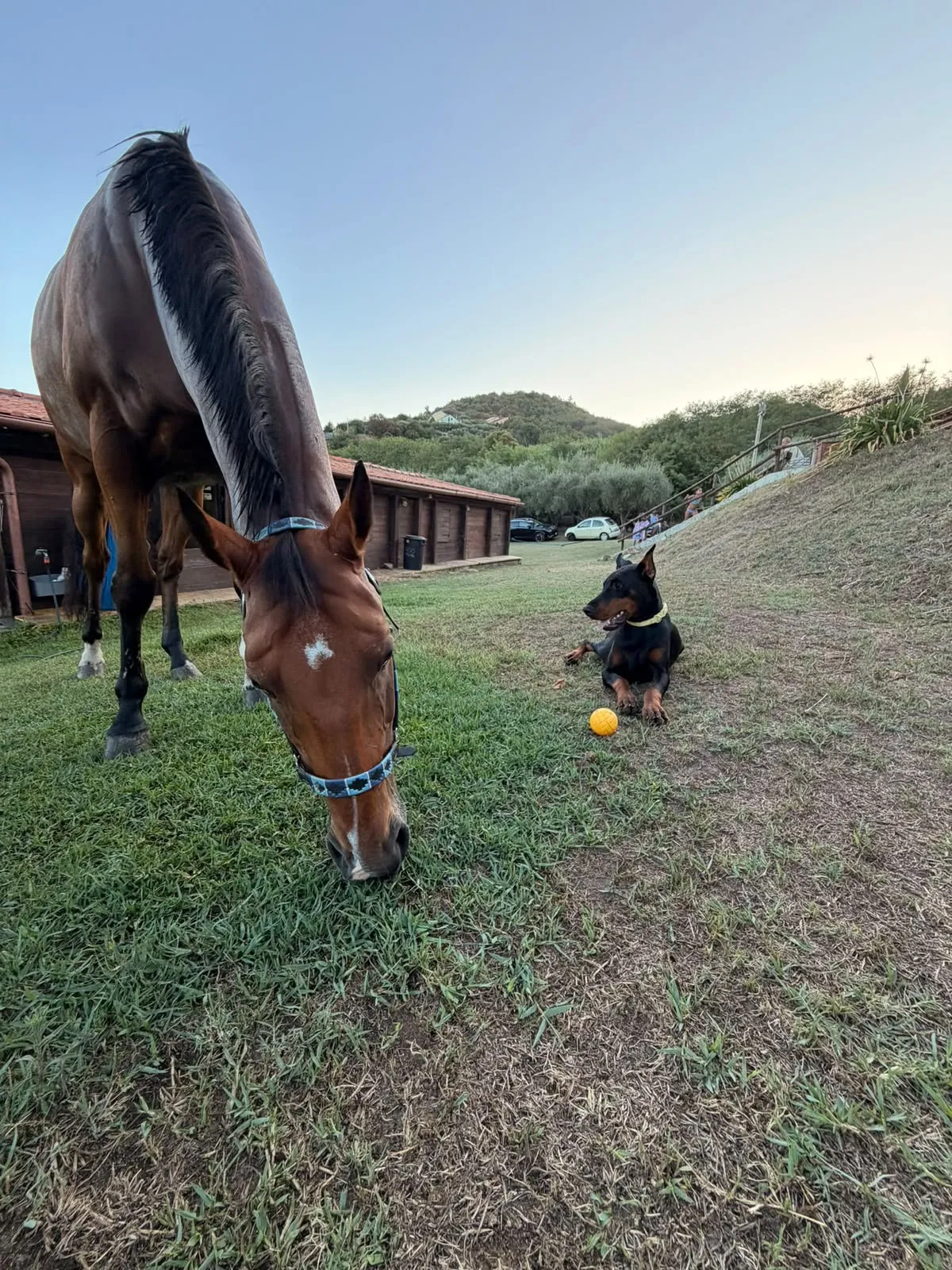 Quince’s Guardians Dobermann at home with its family (8 of 14)
