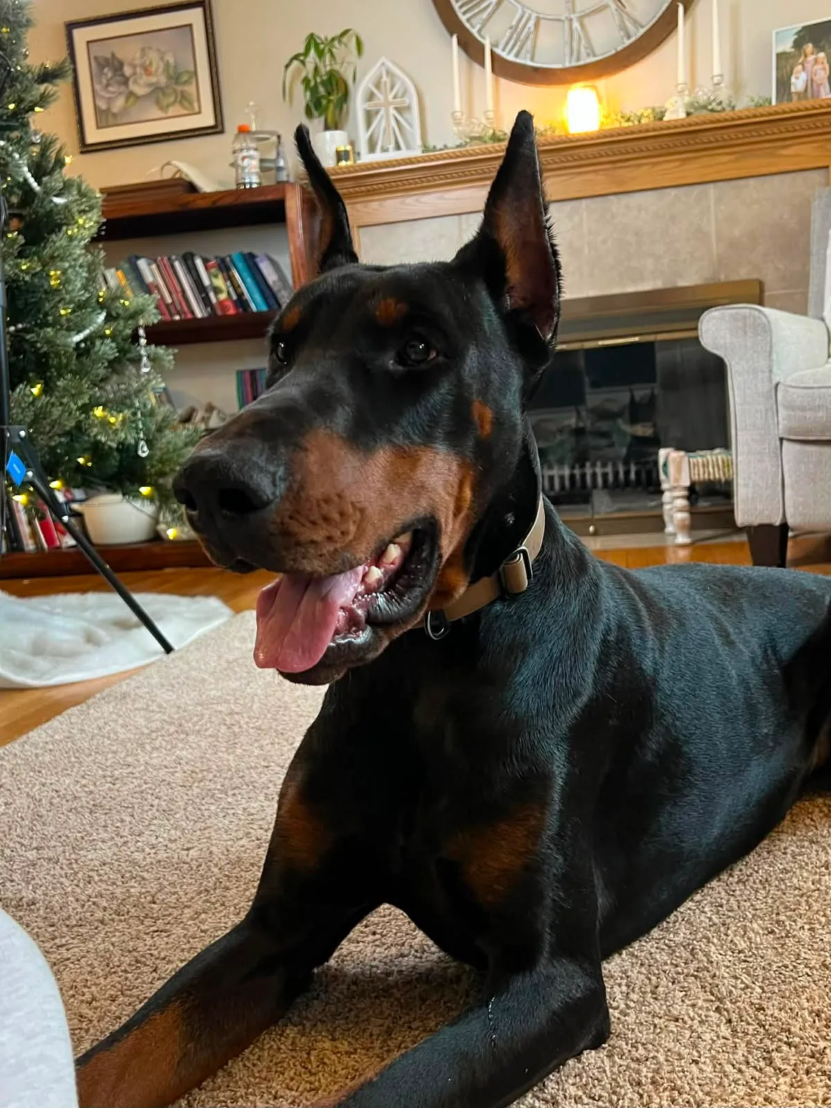 Quince’s Guardians Dobermann at home with its family (9 of 14)