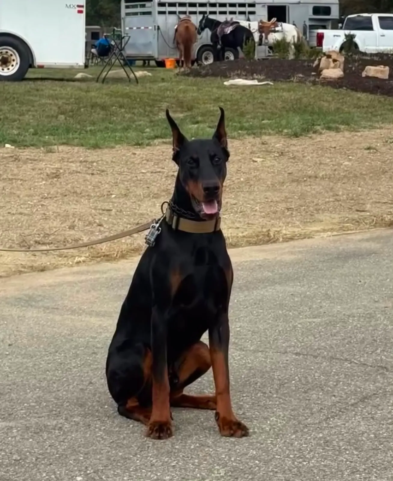 Quince’s Guardians Dobermann at home with its family (10 of 14)