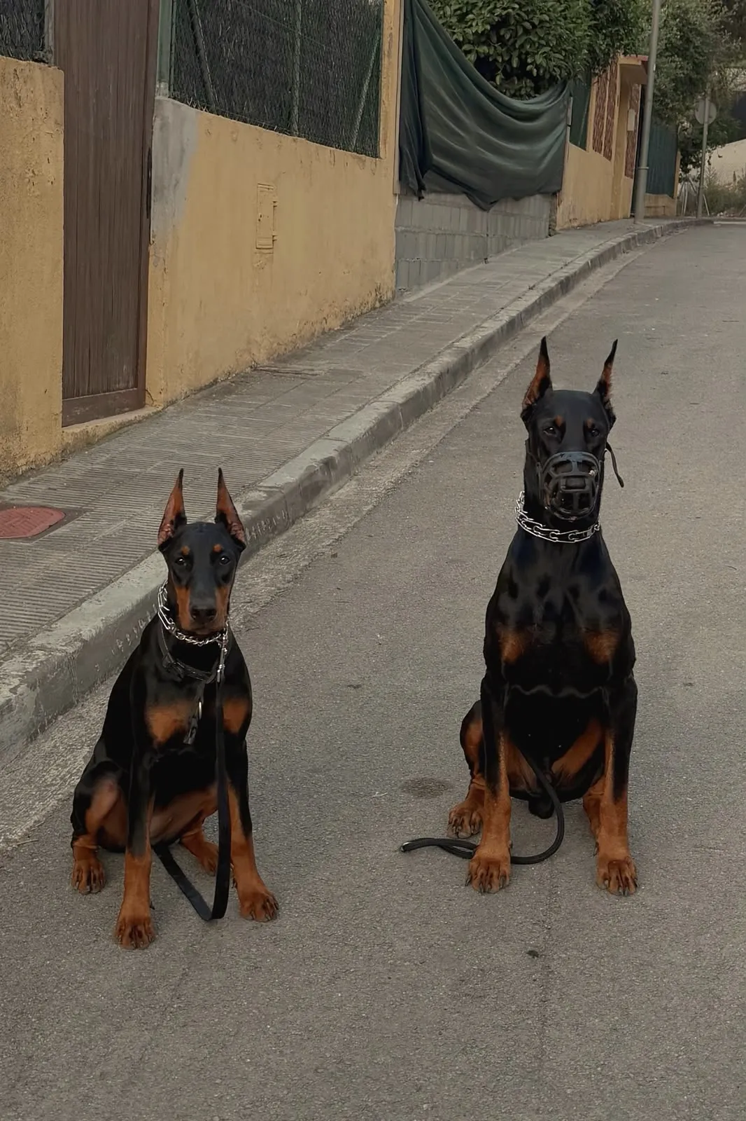 Quince’s Guardians Dobermann at home with its family (11 of 14)