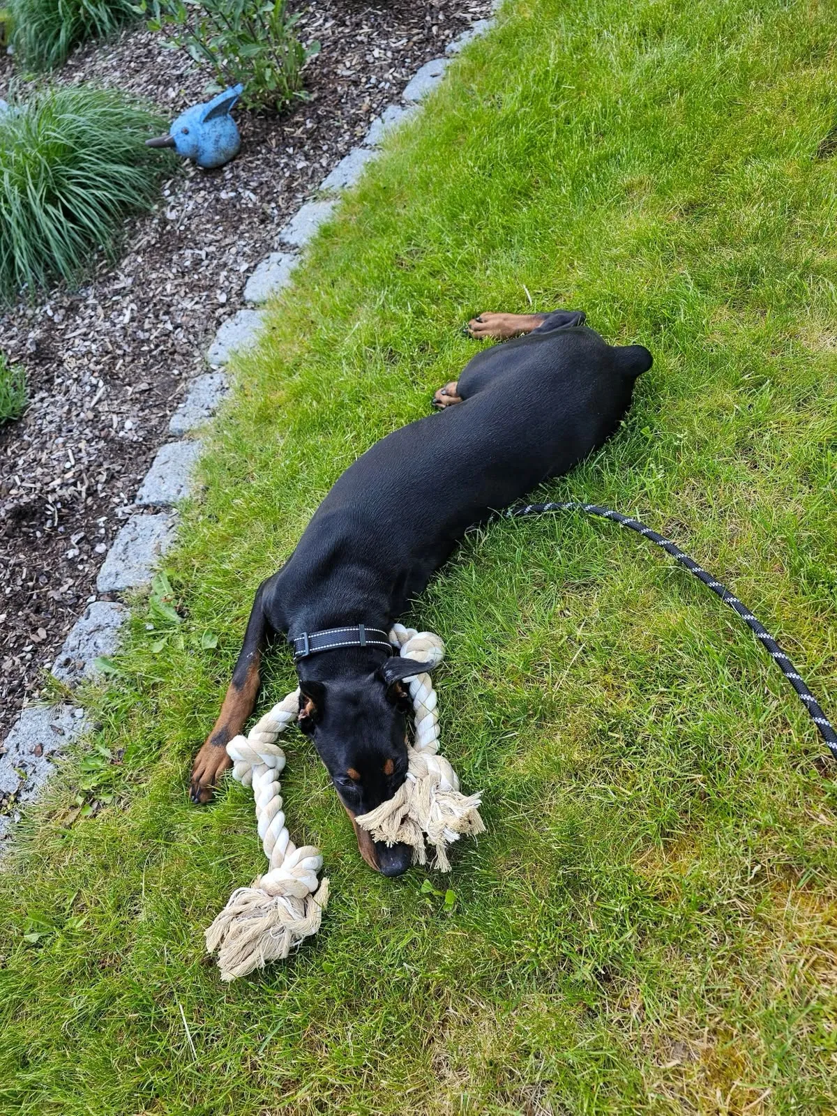 Quince’s Guardians Dobermann at home with its family (12 of 14)