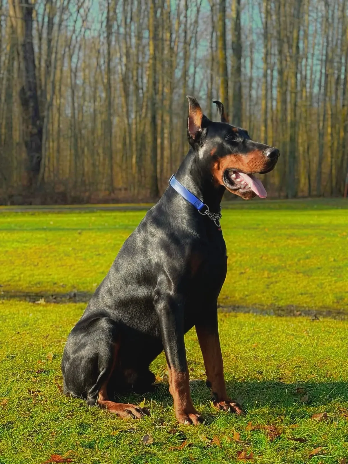 Quince’s Guardians Dobermann at home with its family (13 of 14)