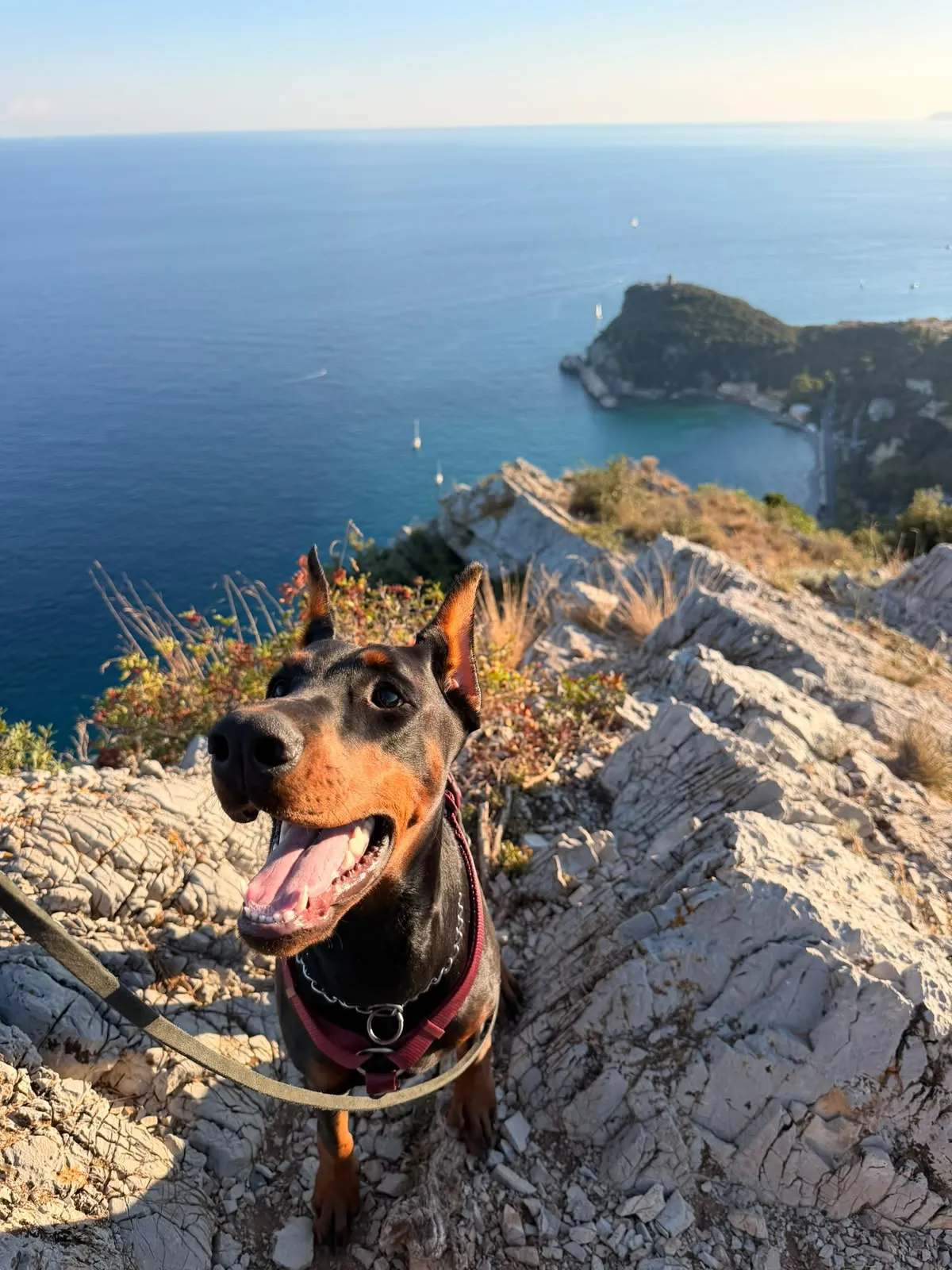 Quince’s Guardians Dobermann at home with its family (14 of 14)