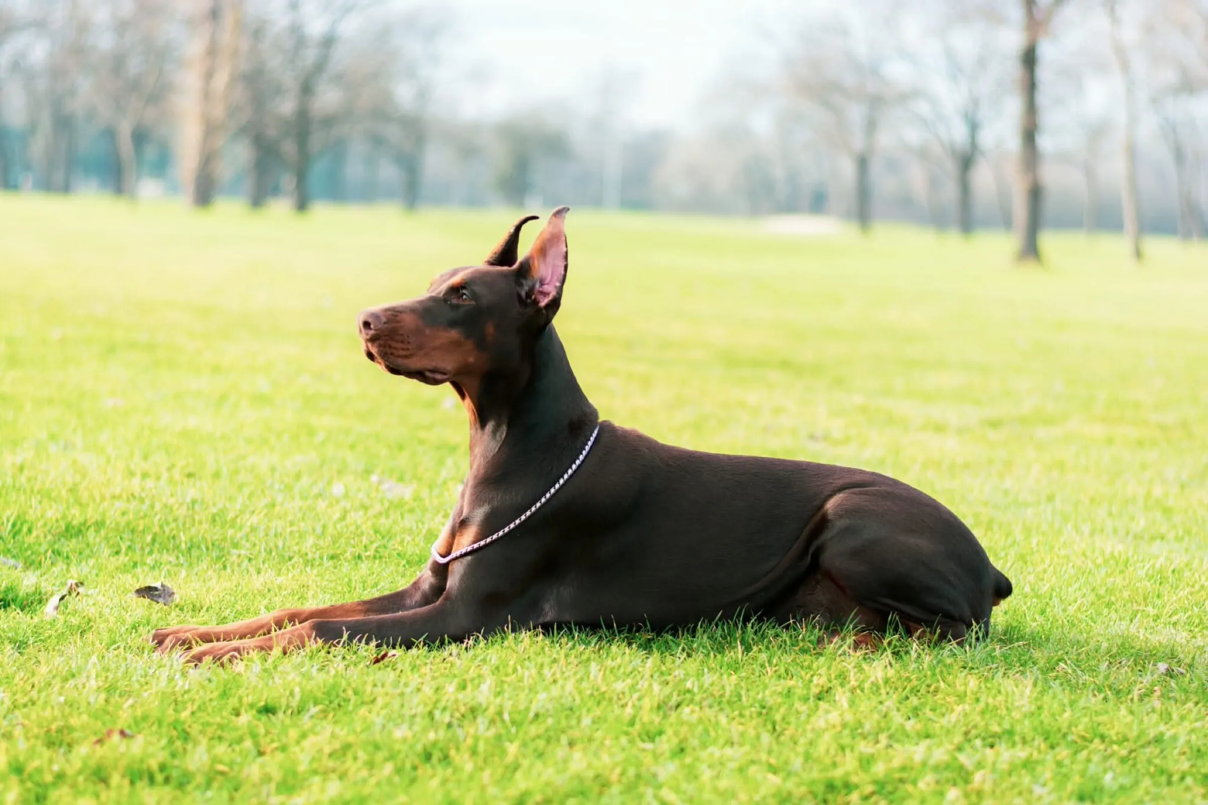 Brown and rust Dobermann resting calmly in open grass