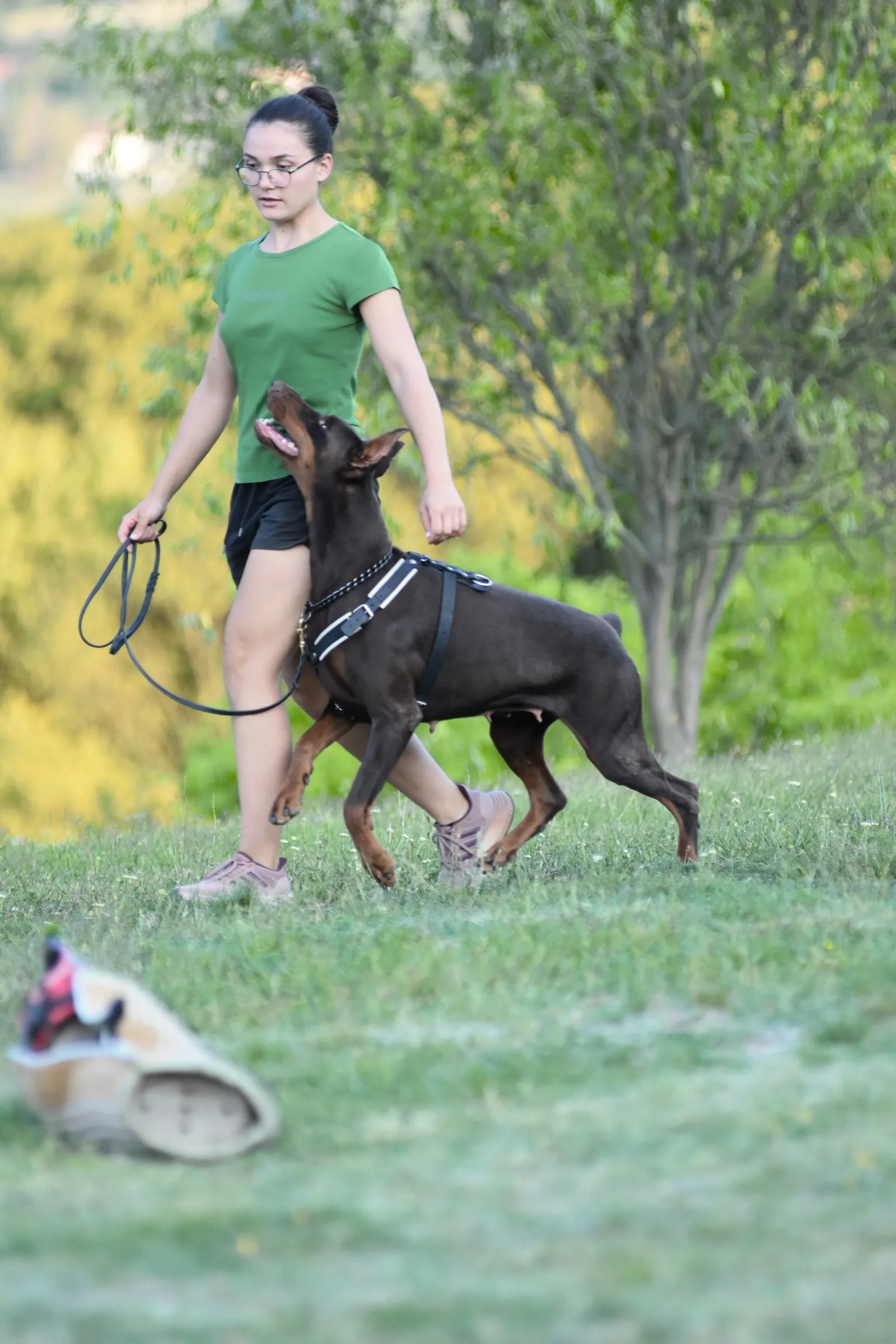 Handler moving a Dobermann at speed across grass