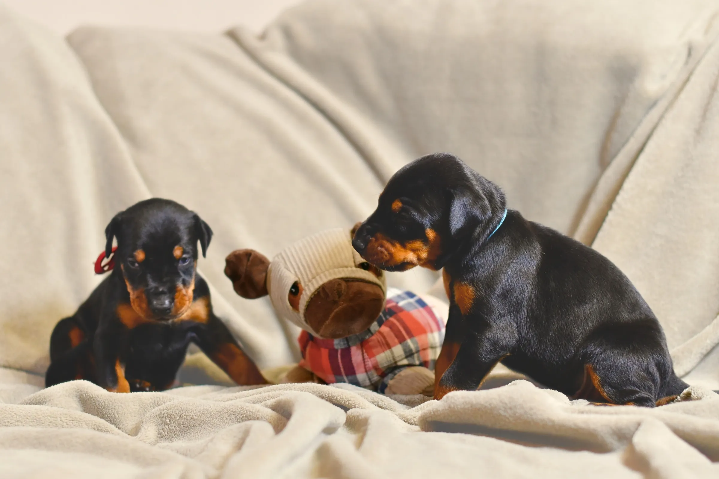 Two Dobermann puppies playing on a cream blanket