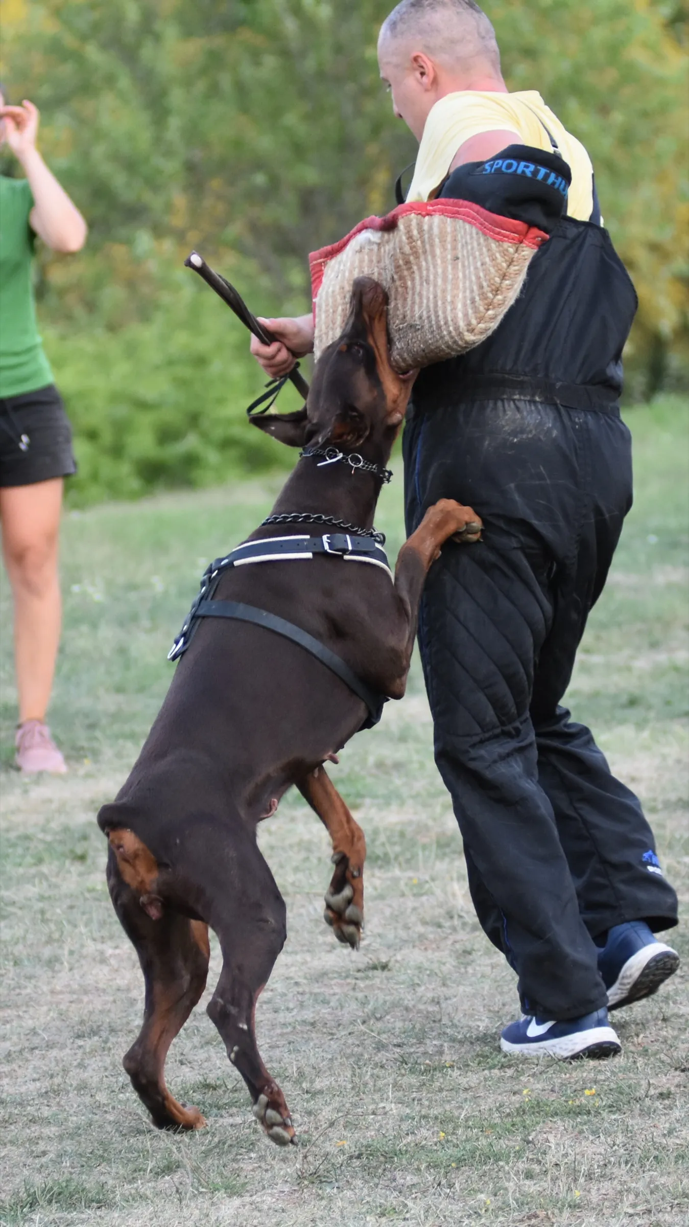 Dobermann working in protection training with a decoy