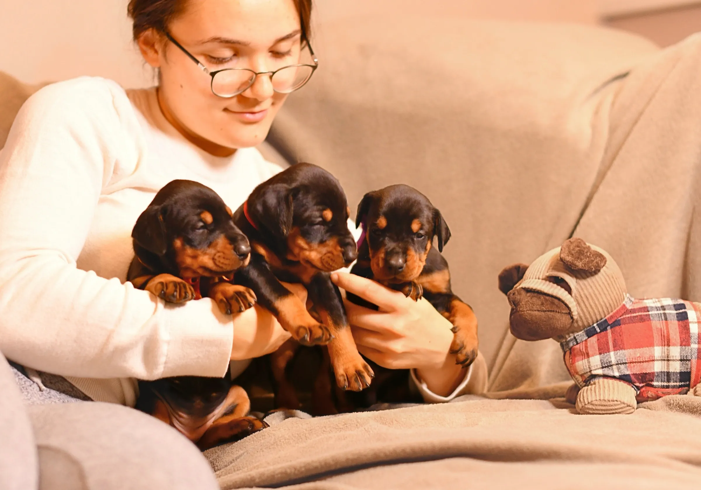 Dobermann puppies being held on a sofa indoors