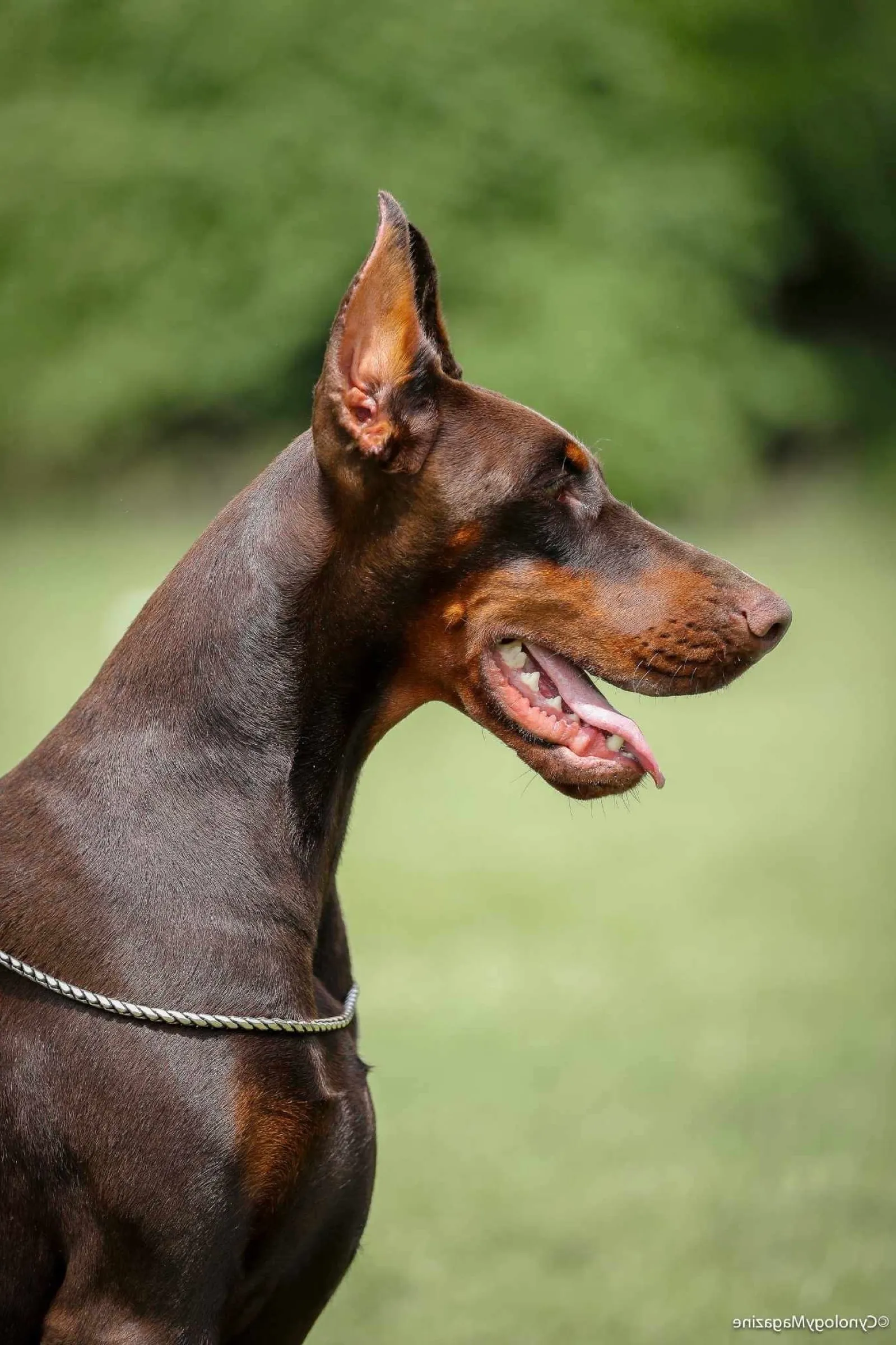 Brown and rust Dobermann looking out over a field