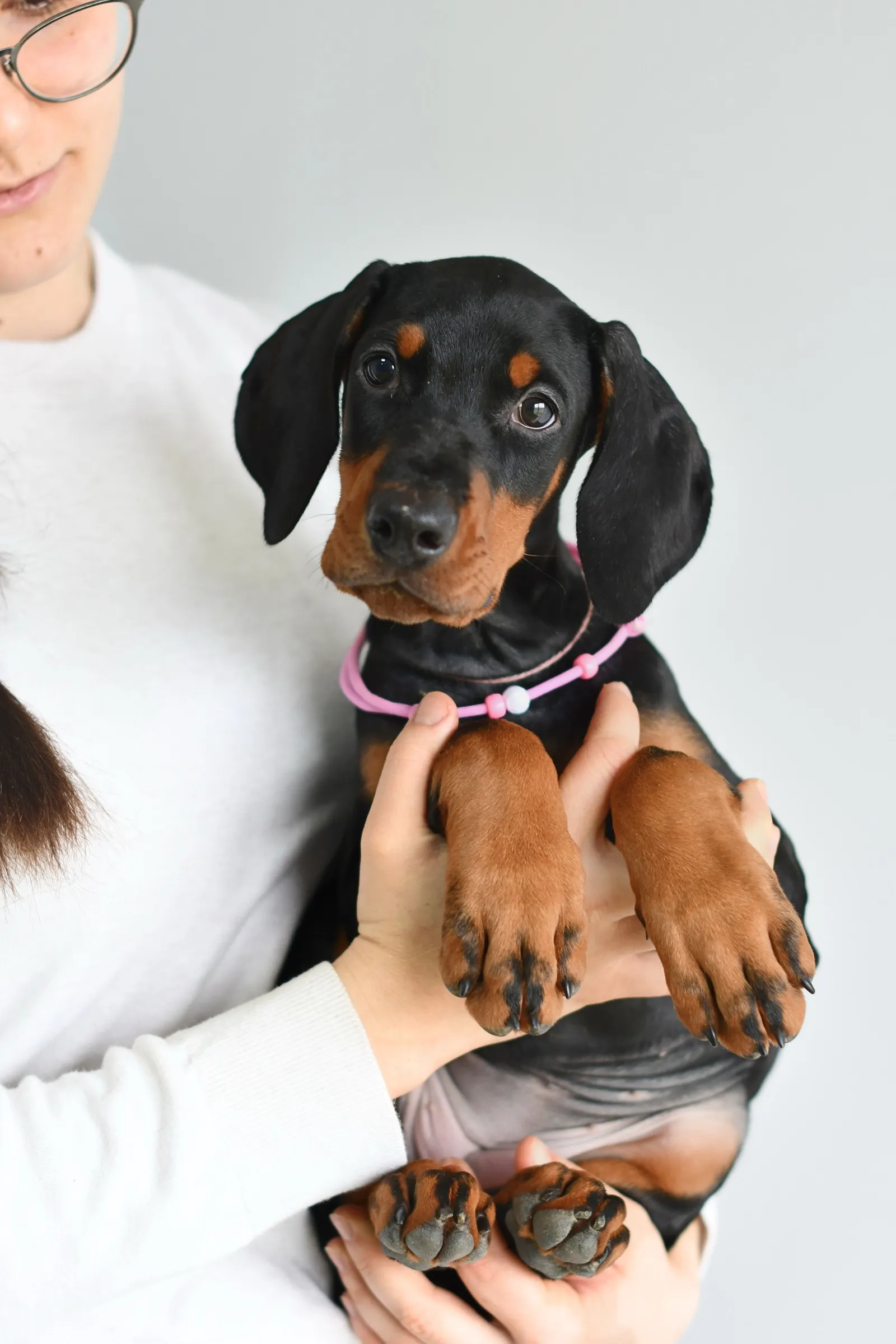 Young Dobermann puppy held in a breeder’s arms