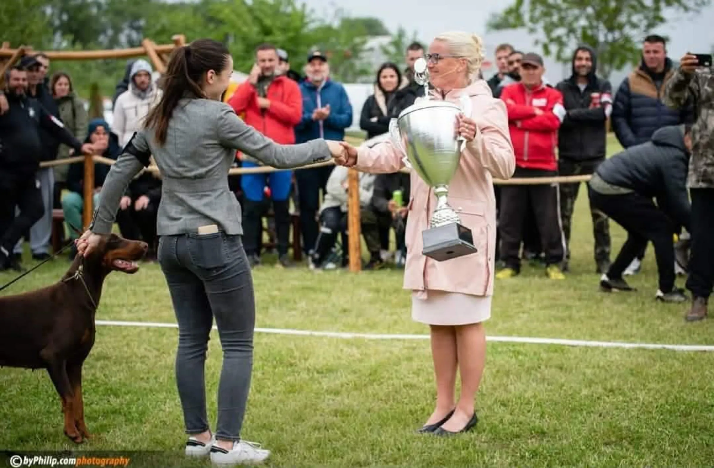Dobermann being presented to a judge in the show ring