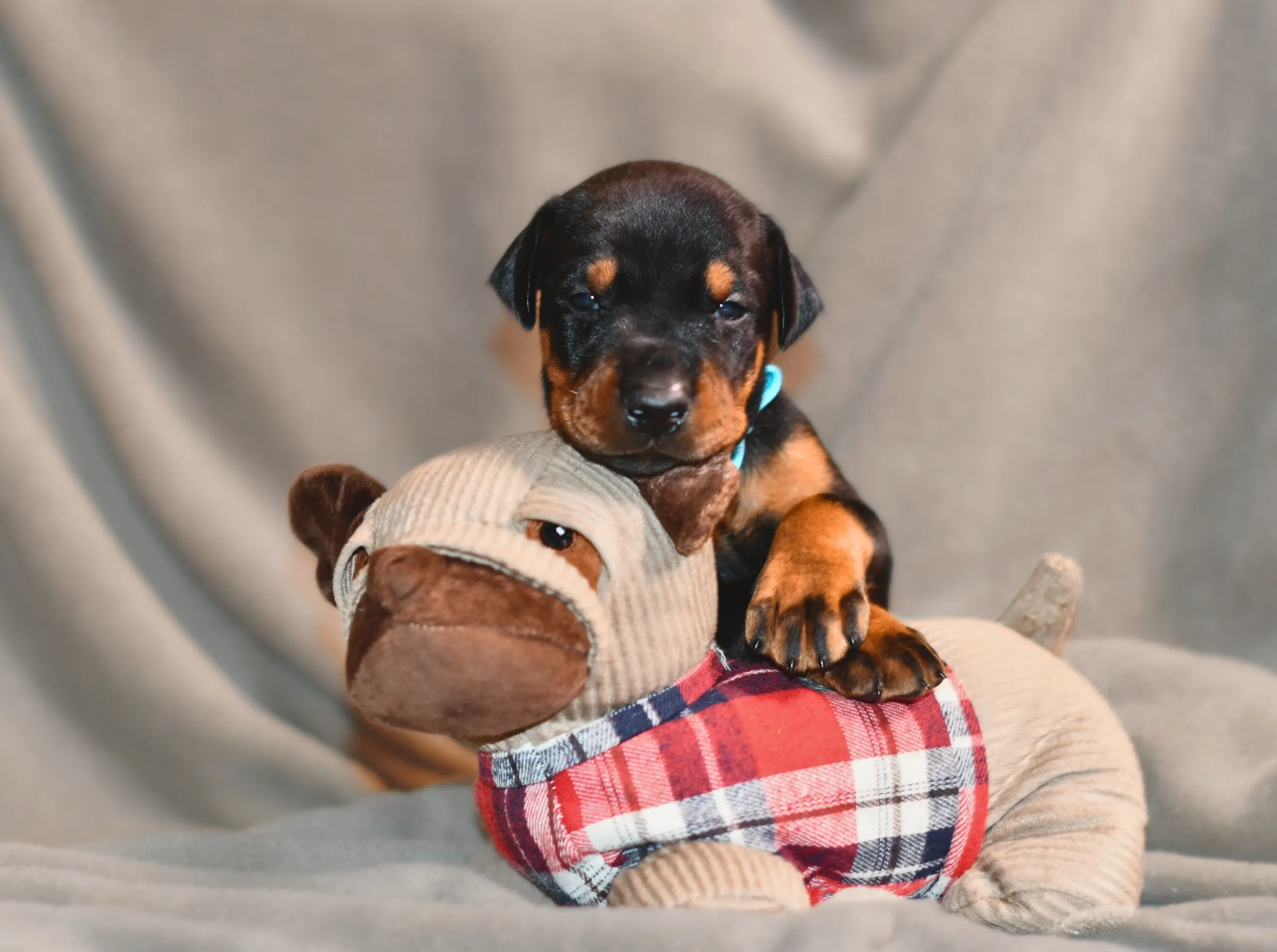 Dobermann puppy playing with a soft toy on a blanket