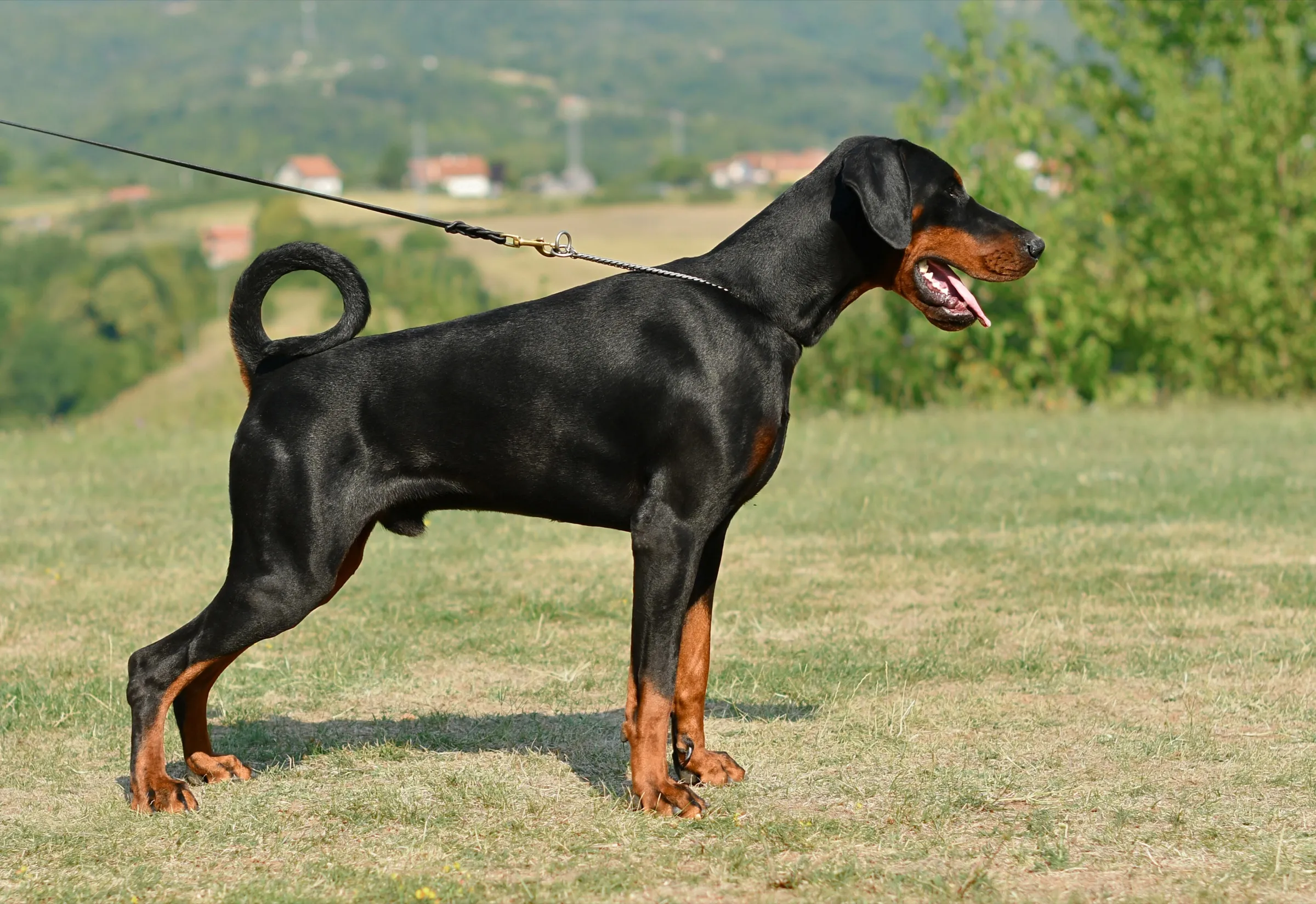 Black and rust Dobermann standing in a show stack on open grass