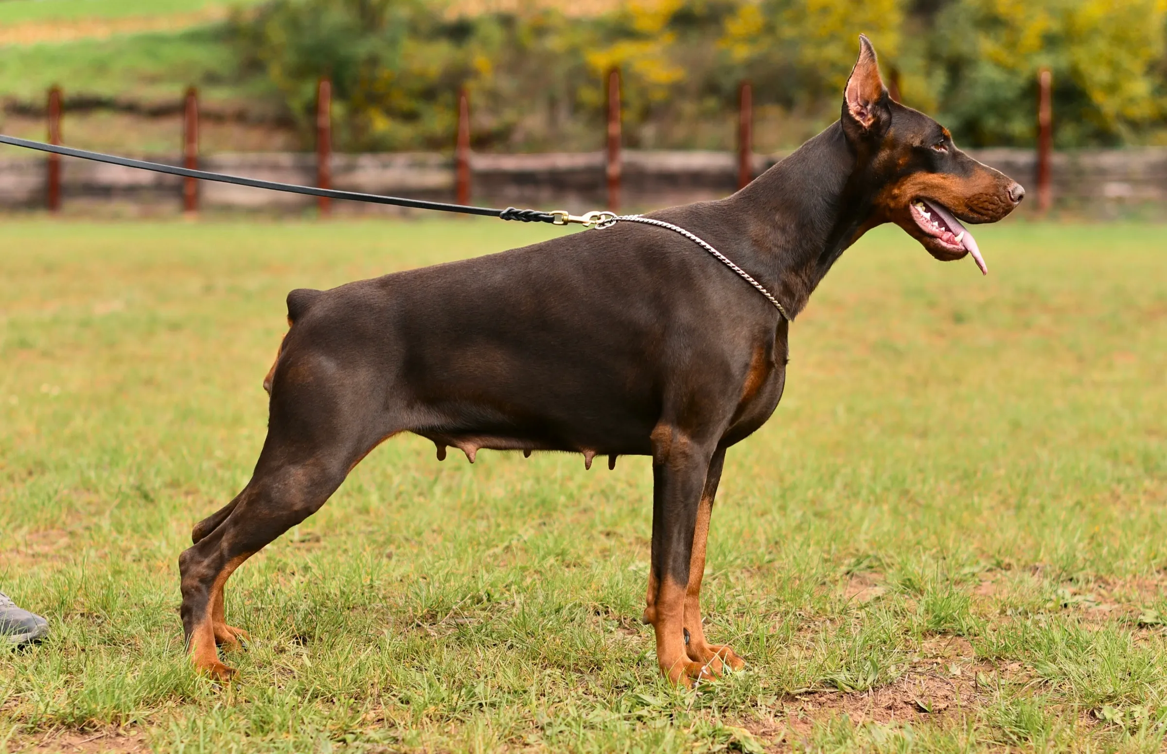 Brown and rust Dobermann standing in a show stack beside a paddock fence